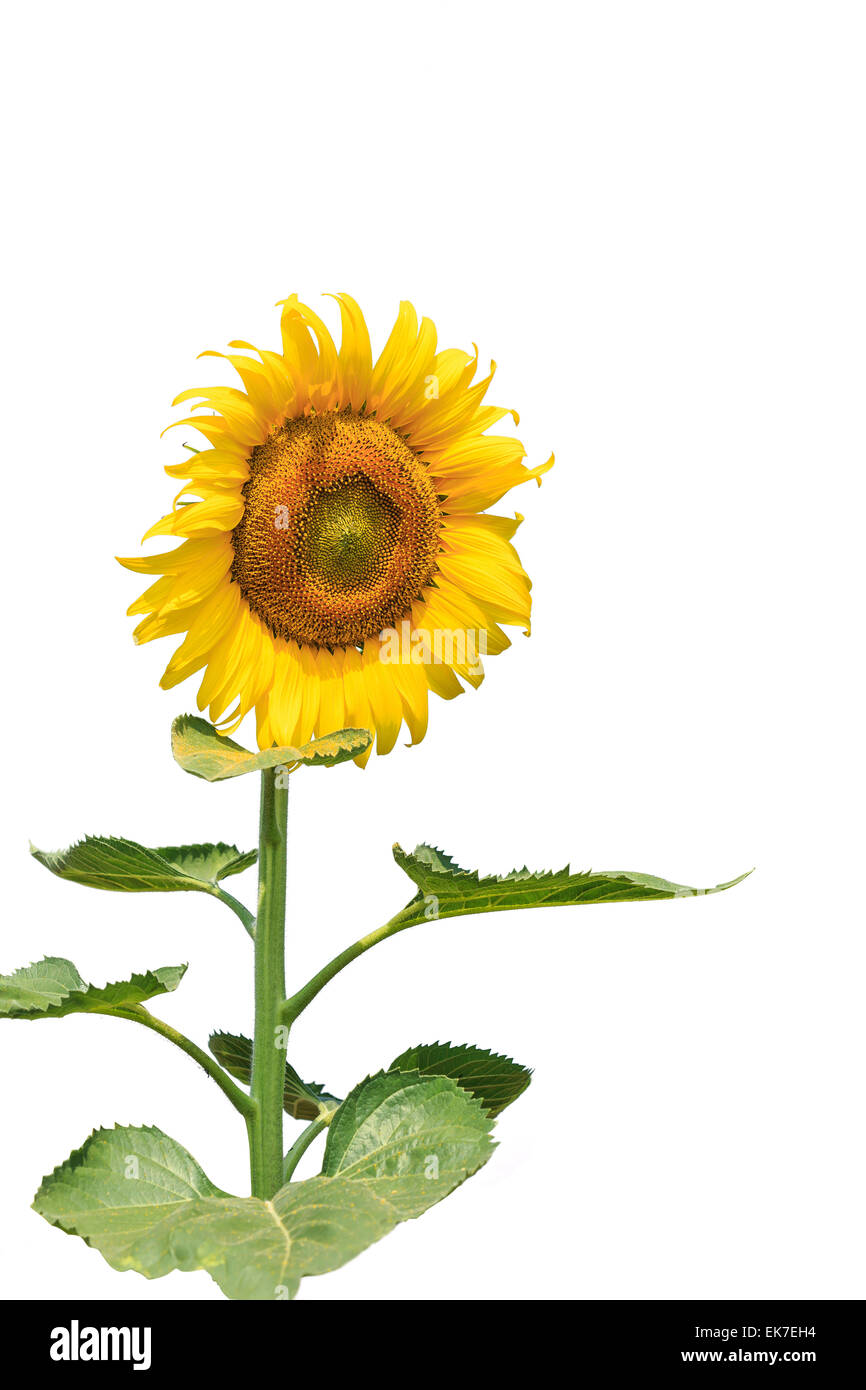 Sunflower isolated on white background Stock Photo - Alamy