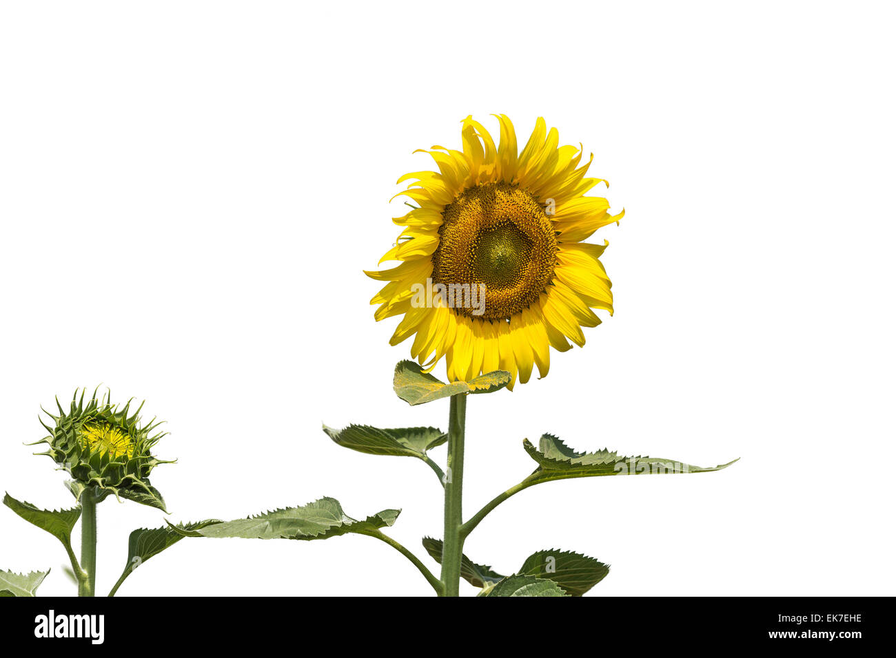 Sunflower isolated on white background Stock Photo - Alamy
