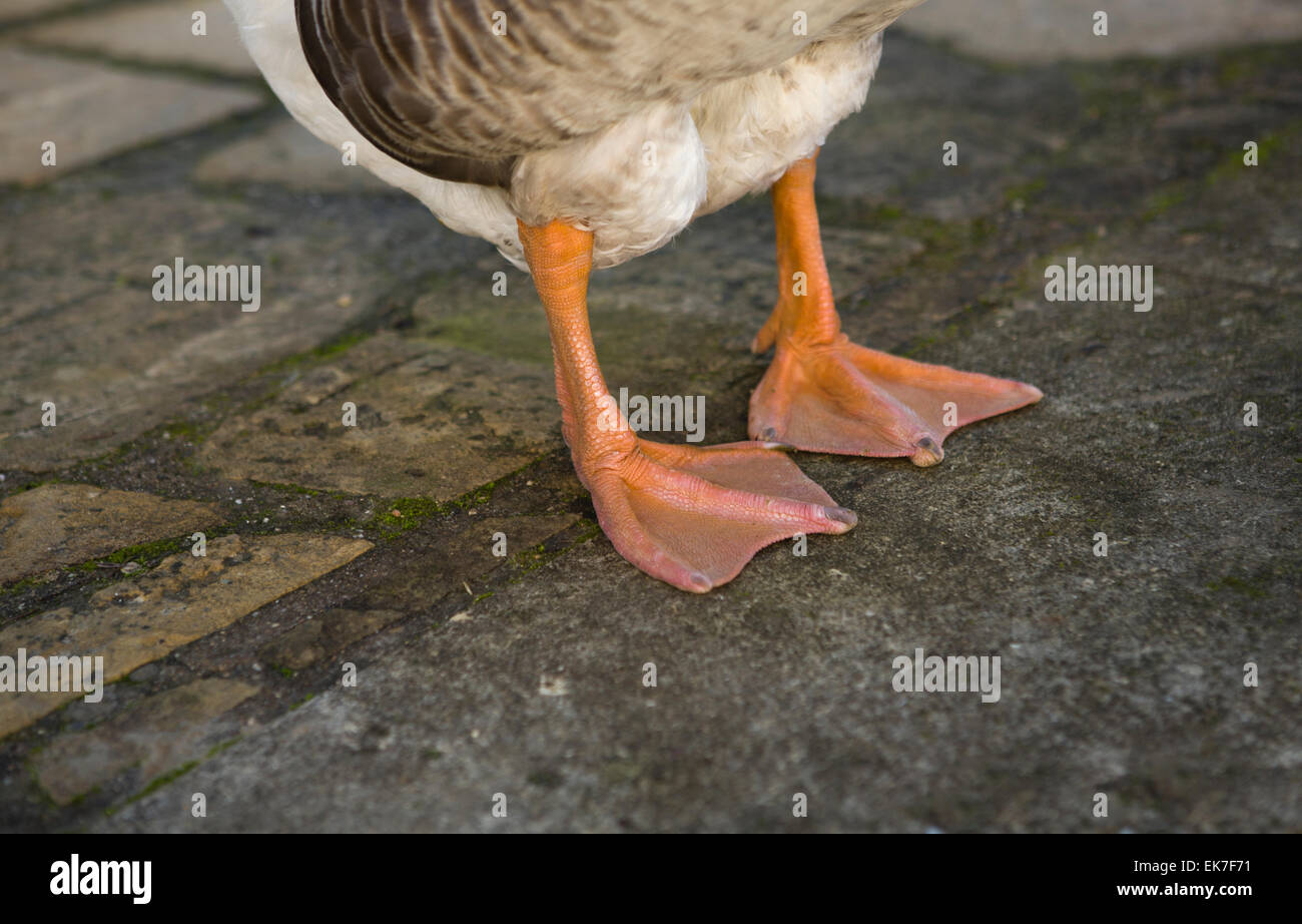 Funny goose with look of sly rogue is looking at camera. Beautiful orange beak Stock Photo