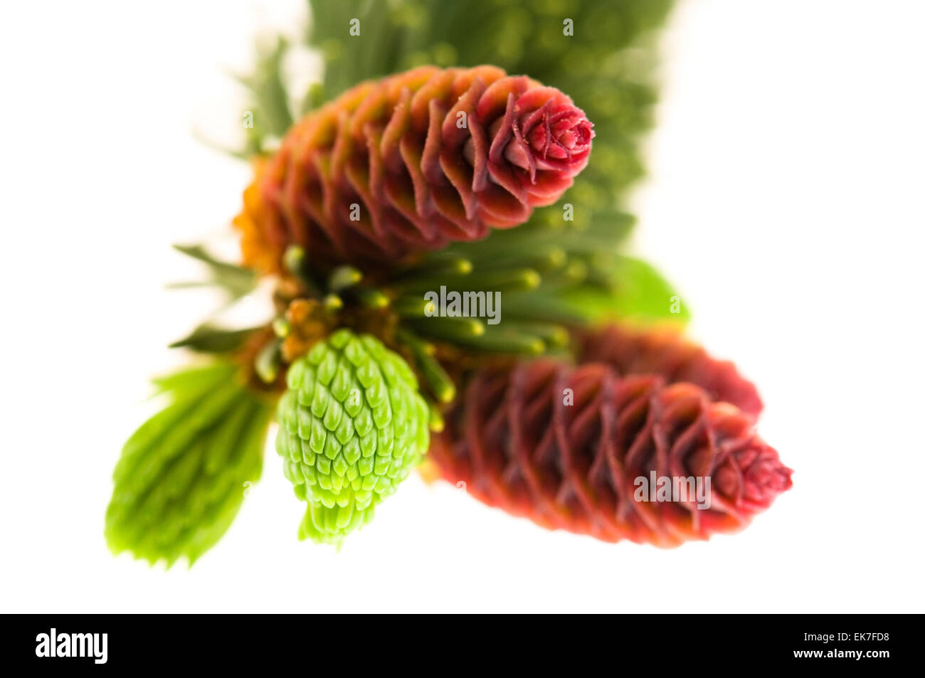Pine branch with cones on a white background Stock Photo - Alamy