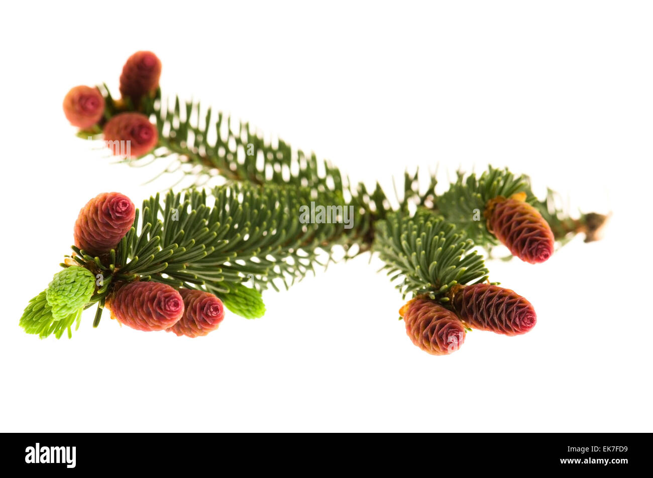 Pine branch with cones on a white background Stock Photo - Alamy