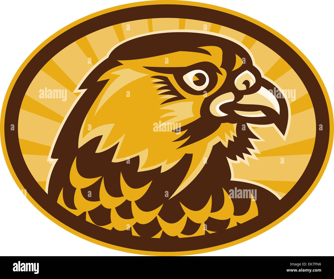 Peregrine falcon side view Stock Photo - Alamy