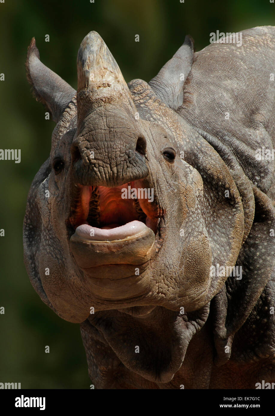 Indian Rhinoceros Rhinoceros unicornis Portrait of adult mouth open India Stock Photo