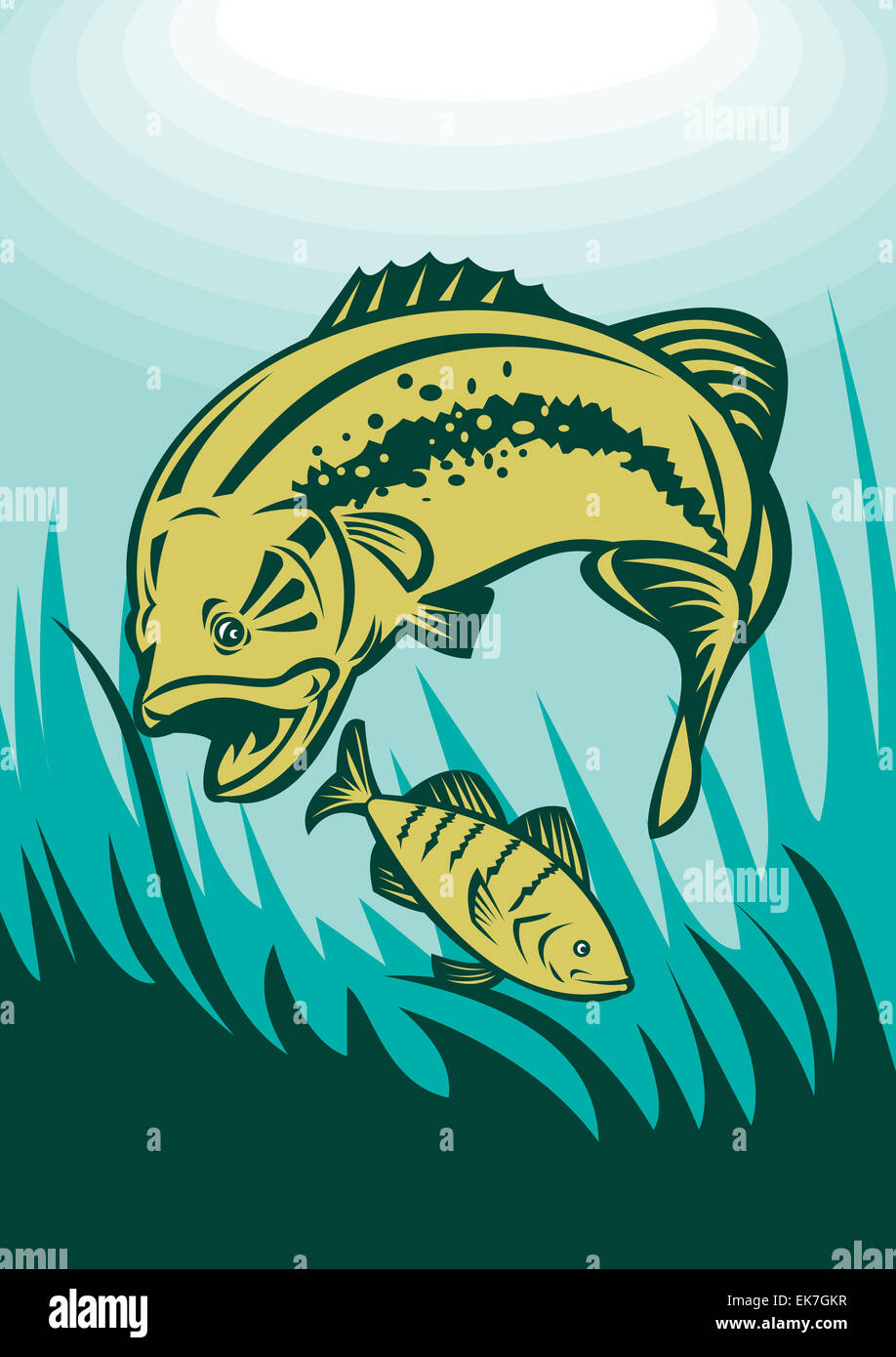 largemouth bass preying on perch fish Stock Photo