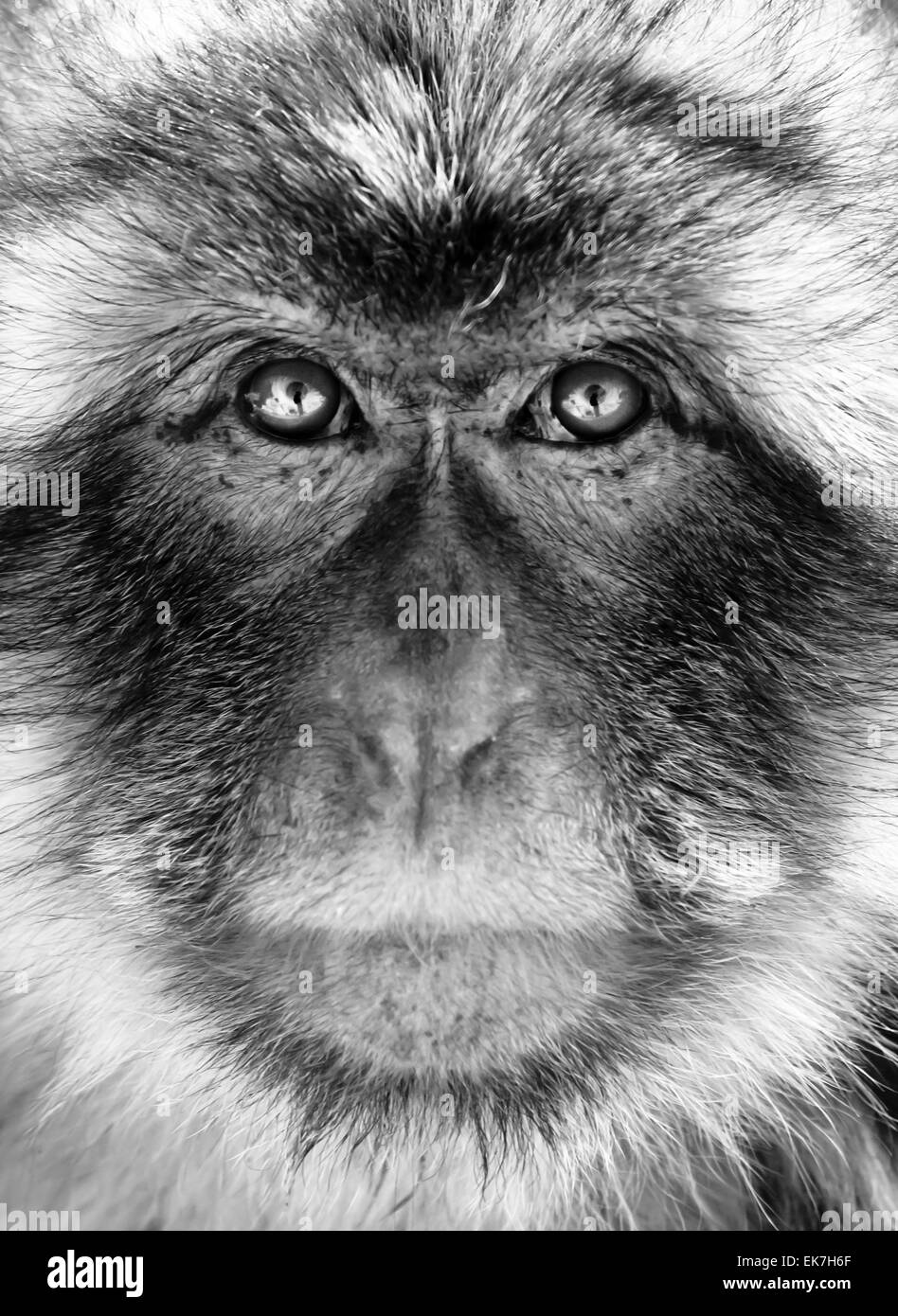 Black and white monkey portrait Stock Photo