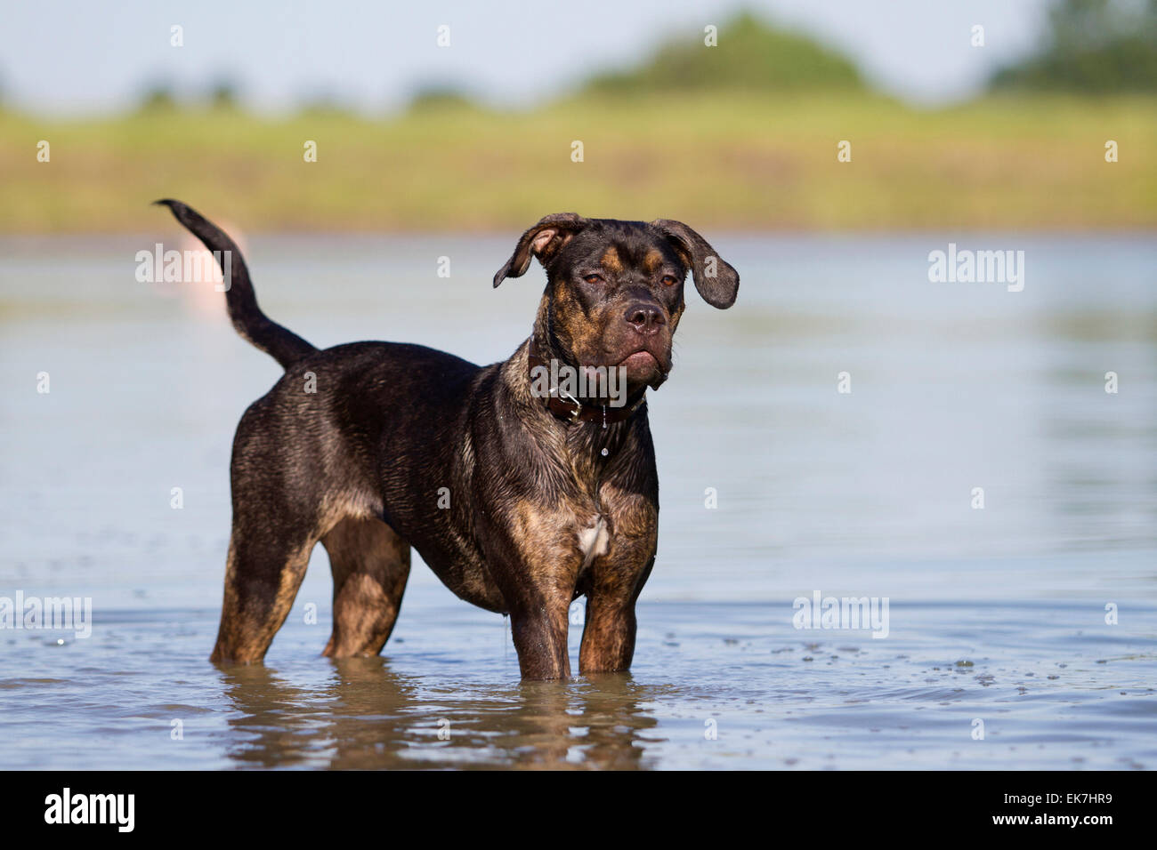 Alaunt mastiff sales