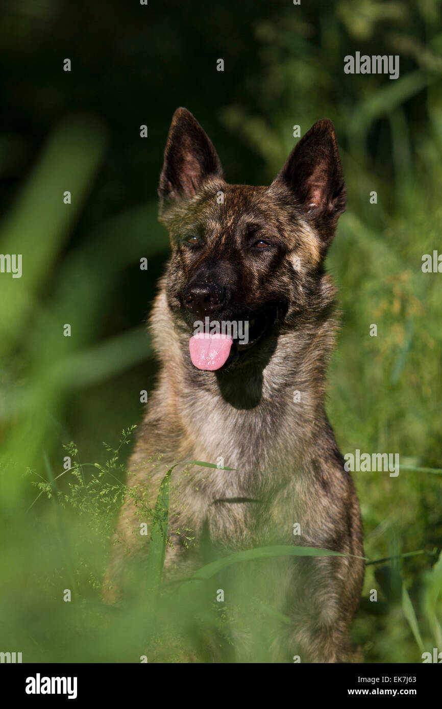 Dutch Shepherd Dog Hollandse Herder Adult dog sitting tall grass ...