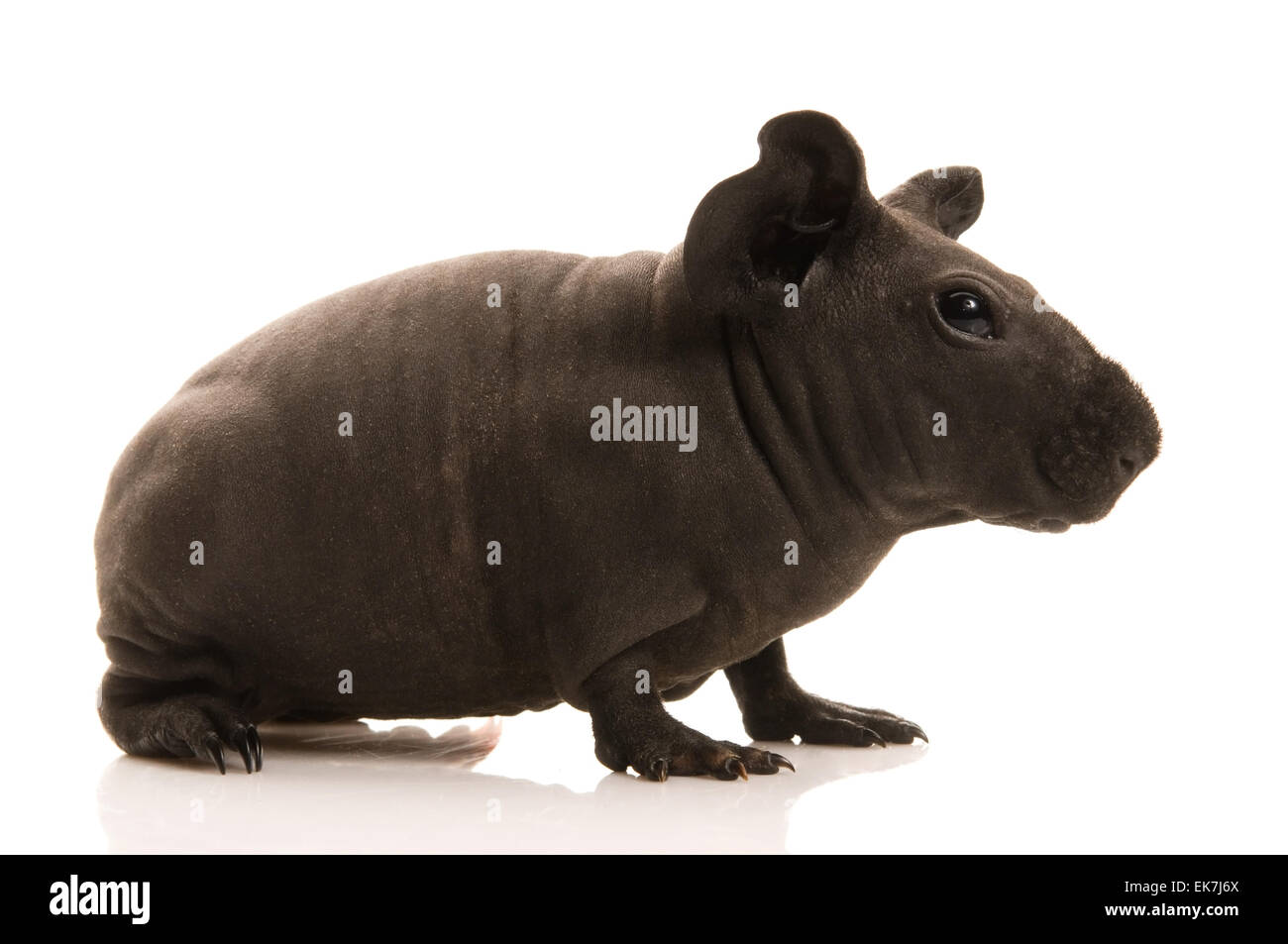 skinny guinea pig Stock Photo Alamy