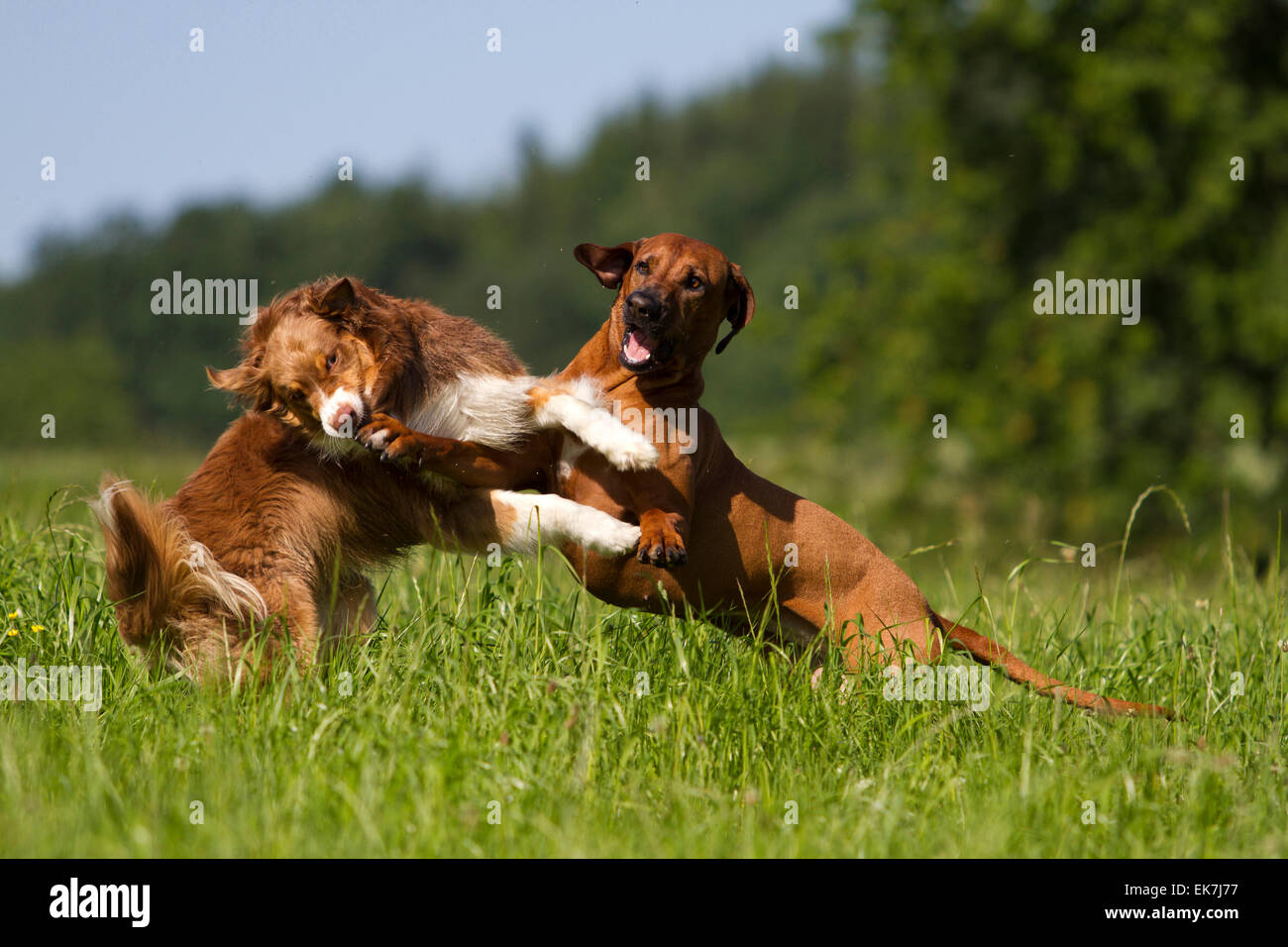 Australian Shepherd Rhodesian Ridgeback Two adult squabbling meadow Germany Stock Photo Alamy