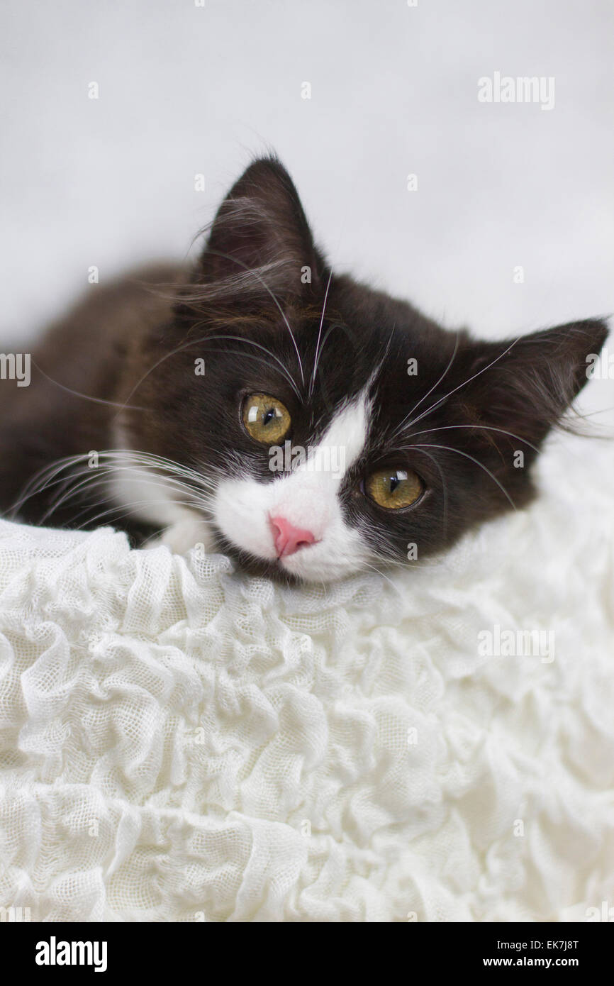 European Shorthair Black And White Kitten Lying White Blanket Studio Stock Photo Alamy