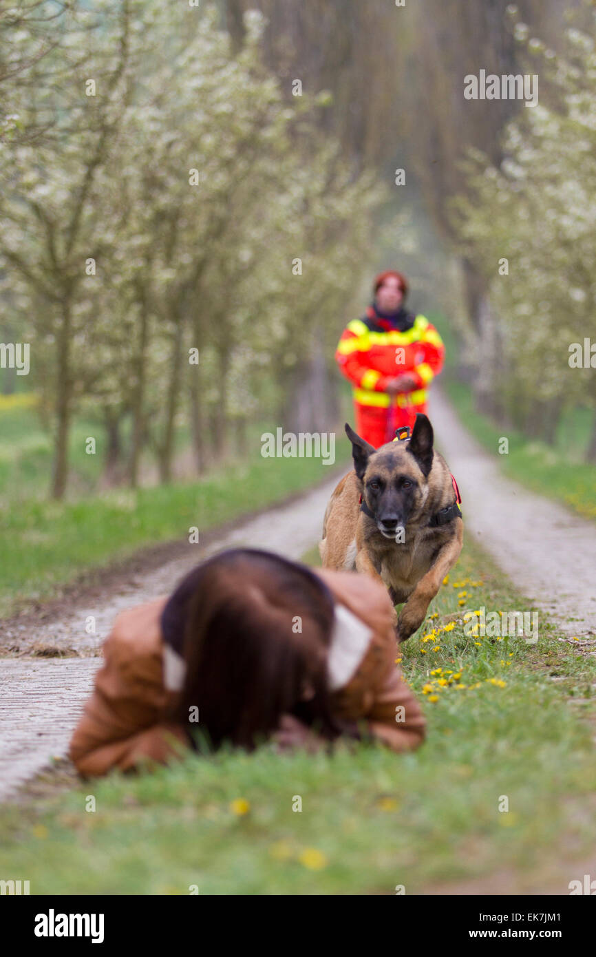 Rescue sales belgian shepherd