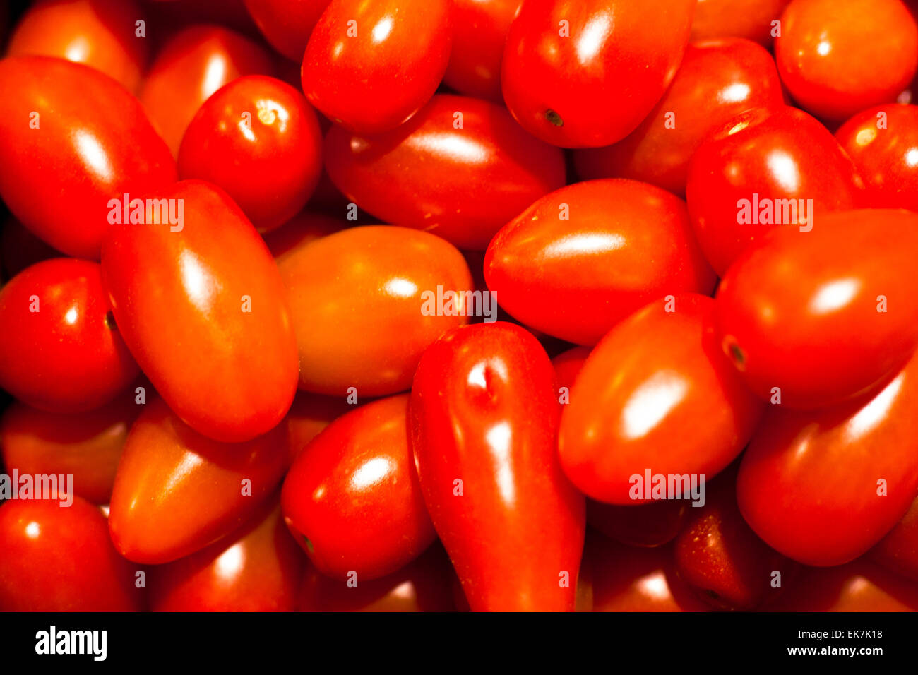 Genetically modified tomatos Stock Photo