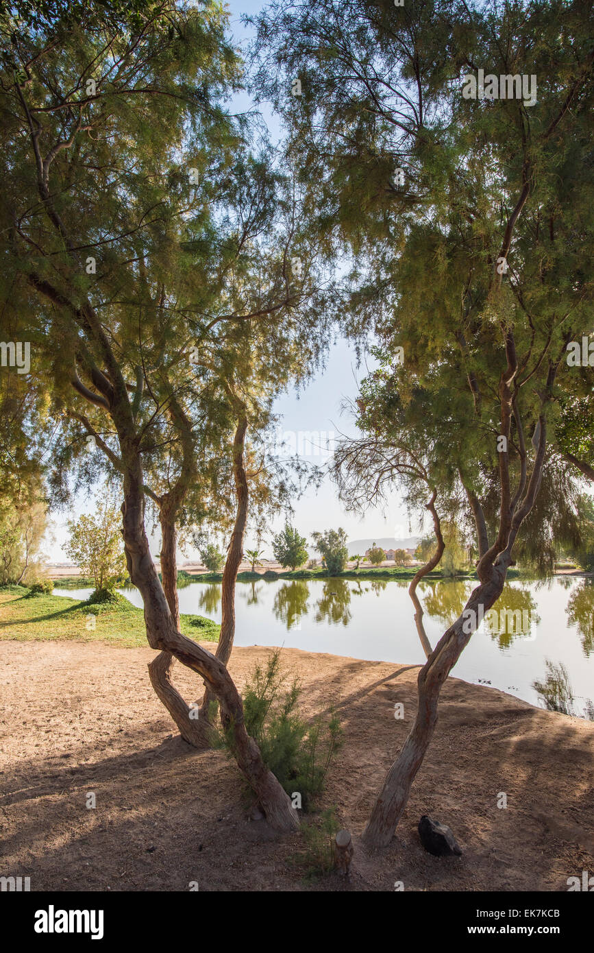 Trees growing next to a small pond in rural countryside park area Stock