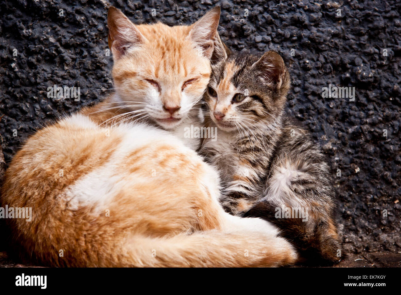 Vagabond cats Stock Photo - Alamy