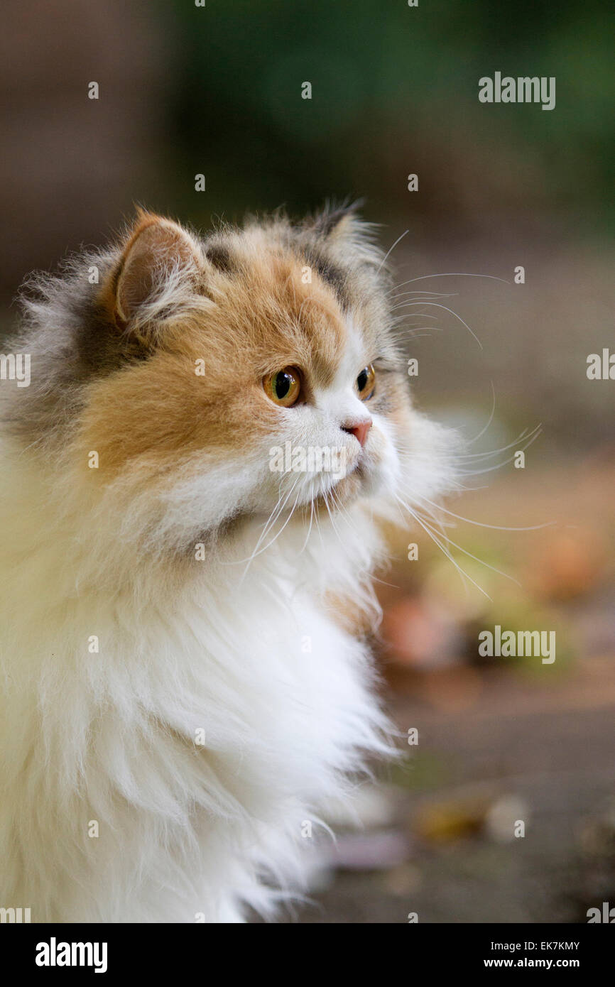 Persian Longhair Portrait of adult cat Germany Stock Photo - Alamy