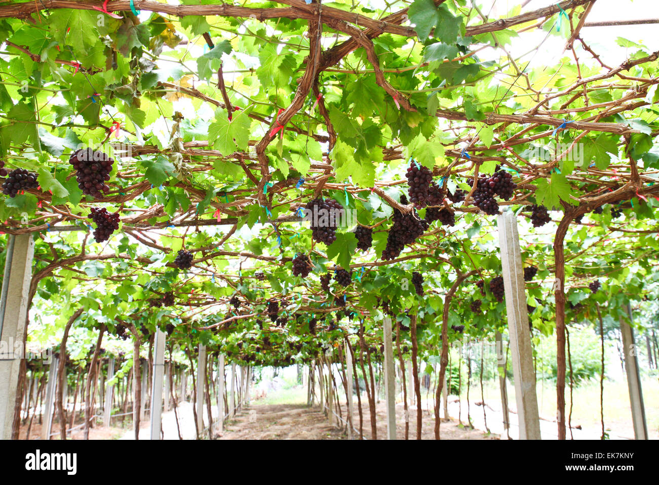 grape vine in the yard Stock Photo - Alamy