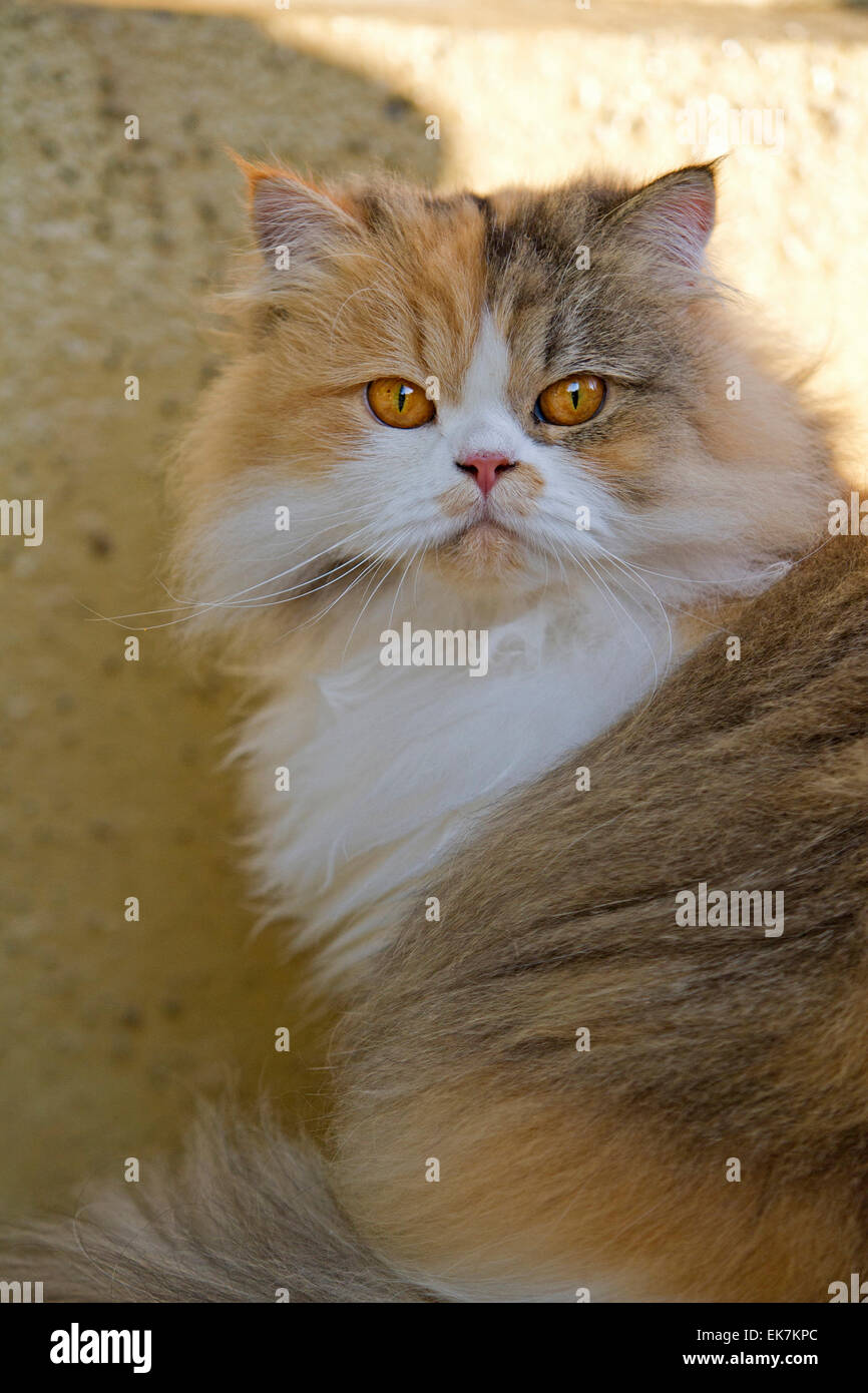 Persian Longhair Portrait of adult cat Germany Stock Photo - Alamy