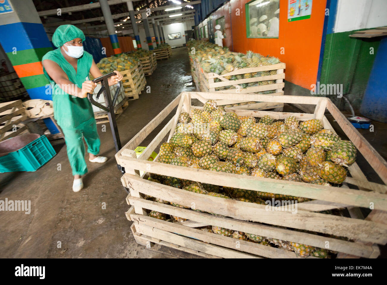 Fair trade pineapple processor / producer in Grand Bassam, Ivory Coast