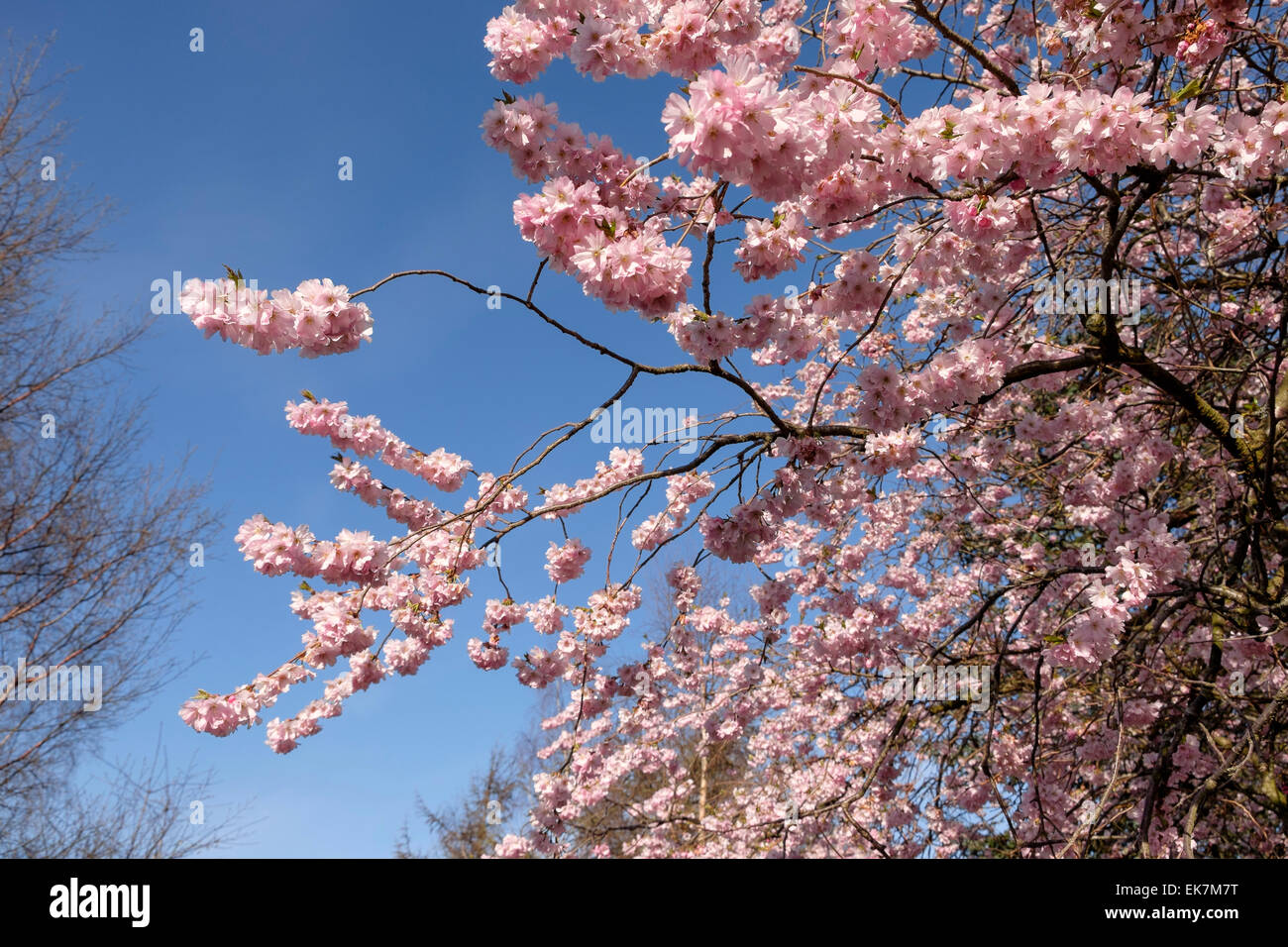 Colourful Pink flowers of a blooming Cherry Blossom Tree with clear
