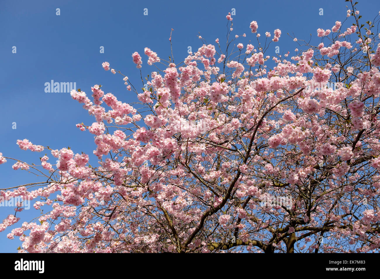 Colourful Pink flowers of a blooming Cherry Blossom Tree with clear