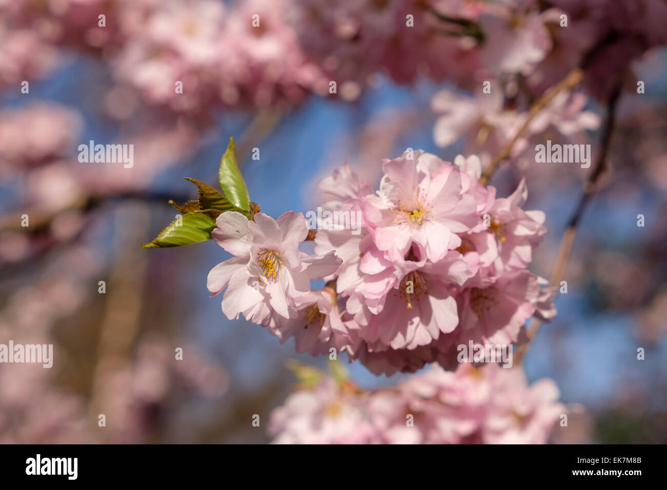 Colourful Pink flowers of a blooming Cherry Blossom Tree with clear