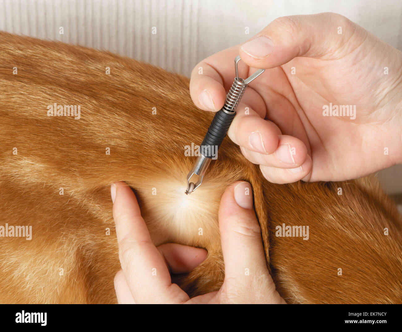 View of Person removing tick Ixodes ricinus from the skin of domestic cat ...