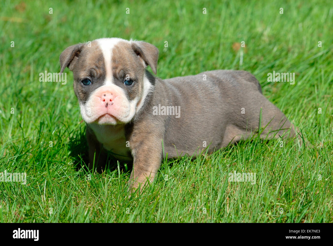 Olde bulldog cheap puppies