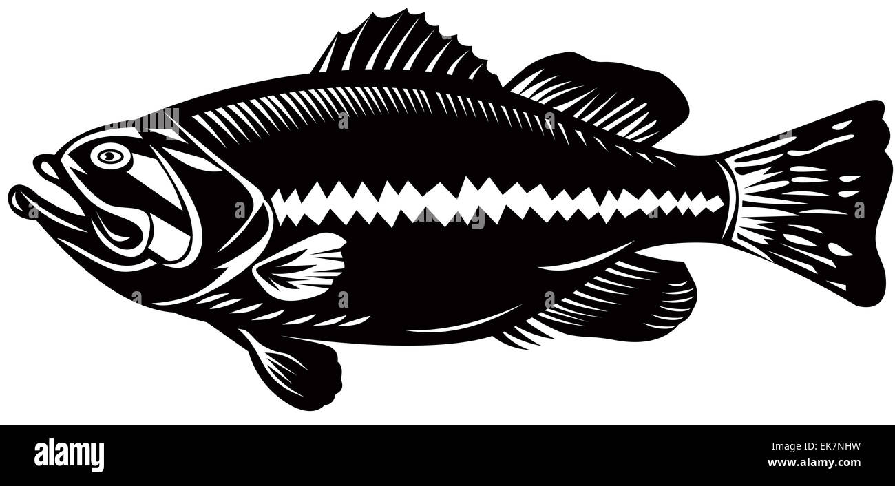 black sea bass side view Stock Photo Alamy