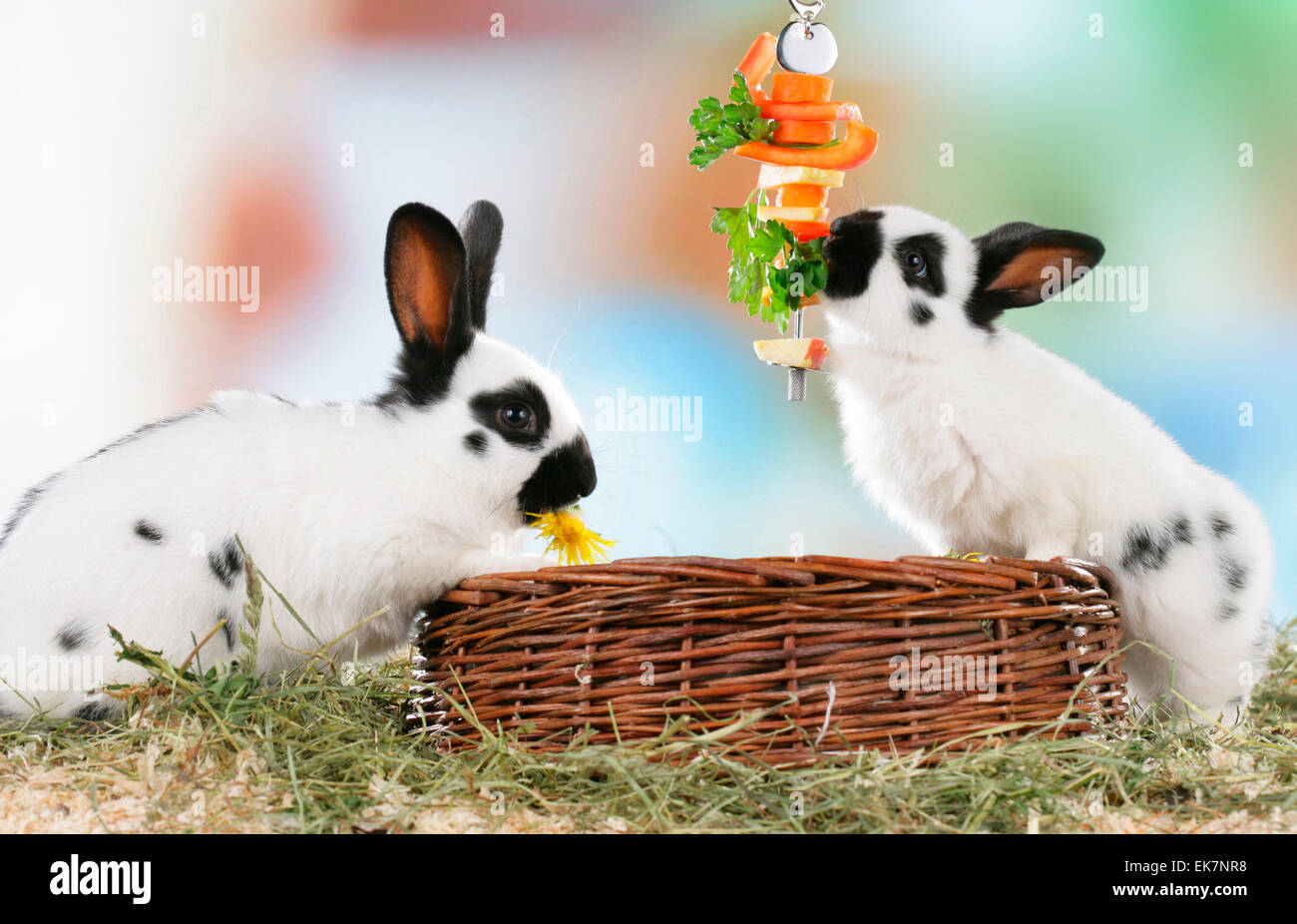 Pair of Netherland Dwarf Rabbits eating vegetables from metal skewer