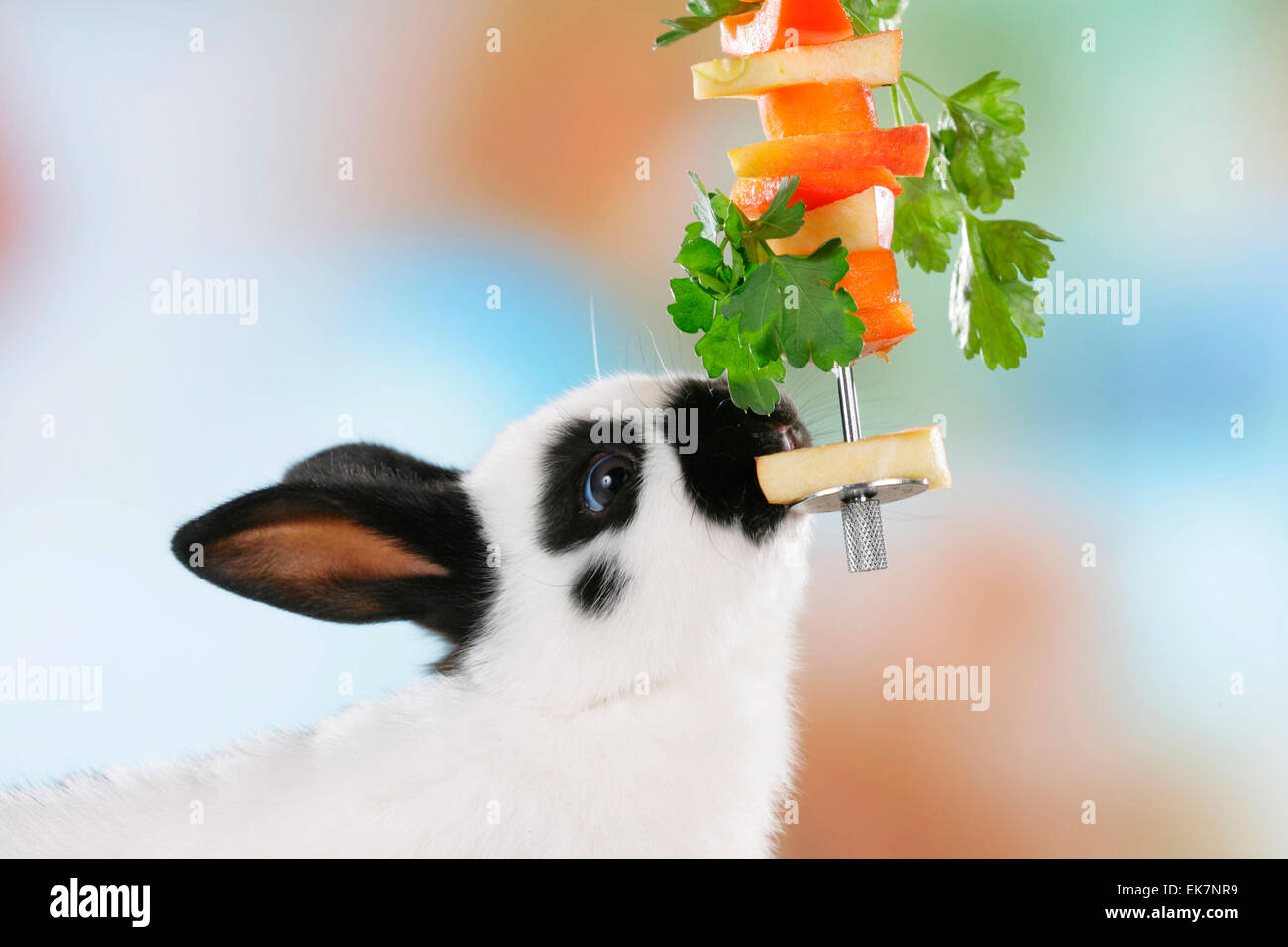 Netherland Dwarf Rabbit eating vegetables from metal skewer Germany