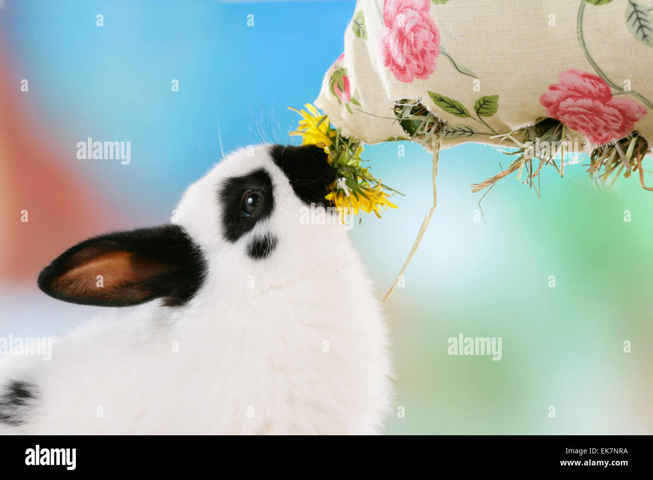 Netherland Dwarf Rabbit eating Dandelion hay from cloth bag Germany