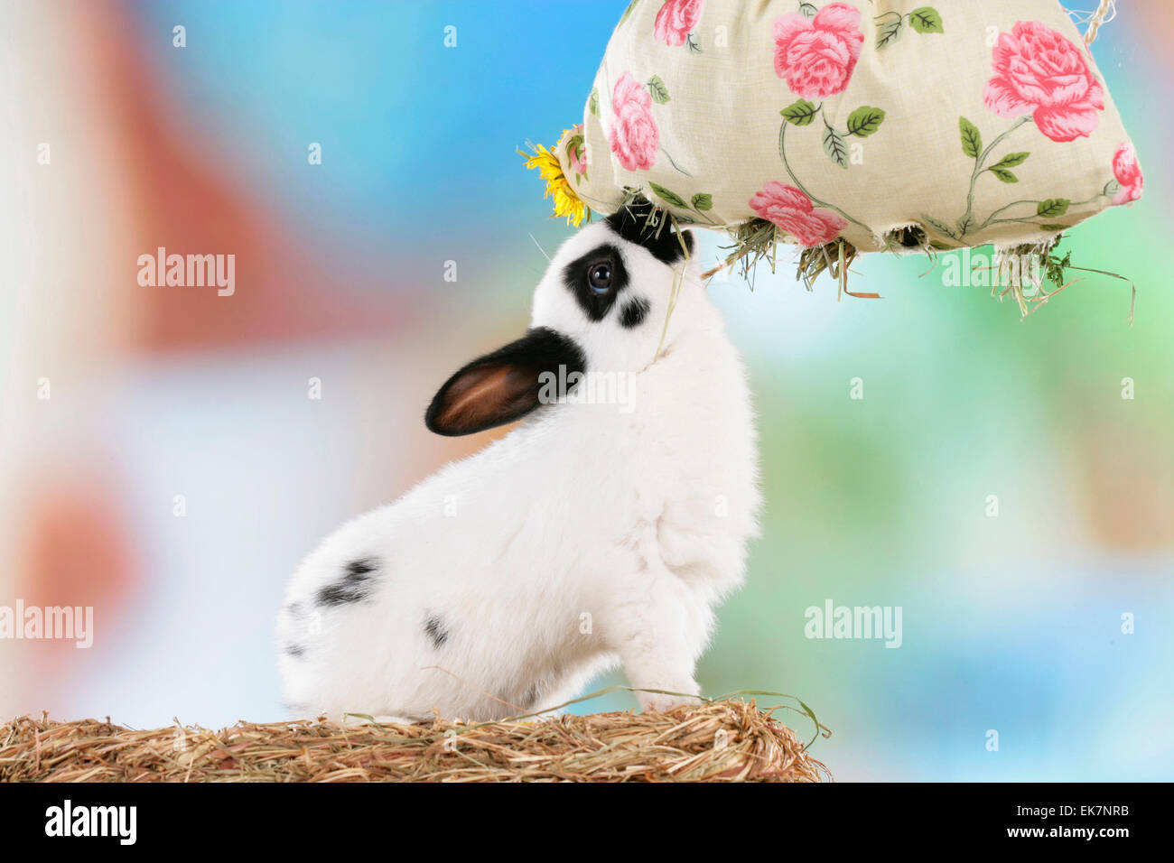 Netherland Dwarf Rabbit eating Dandelion hay from cloth bag Germany