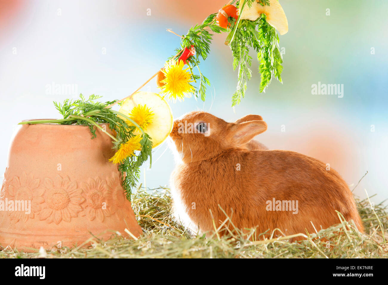 Netherland Dwarf Rabbit eating vegetables dandelion from thread Germany