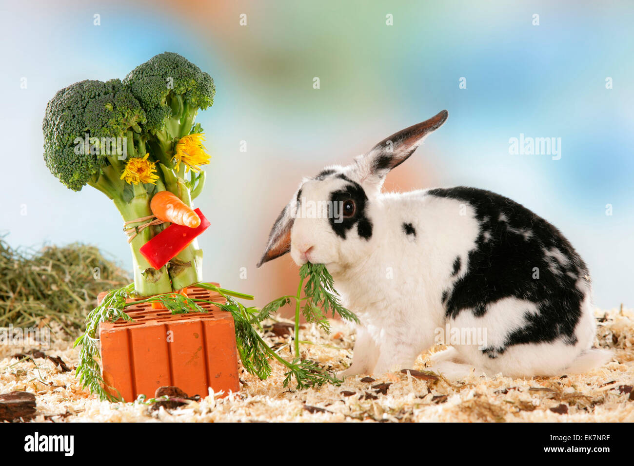 Netherland Dwarf Rabbit eating vegetables dandelion from an Ytong tile