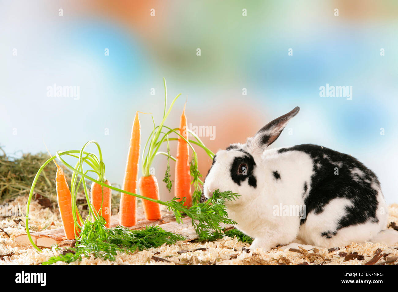 Netherland Dwarf Rabbit eating carrots carrot leaves fixed piece of wood Germany Stock Photo Alamy