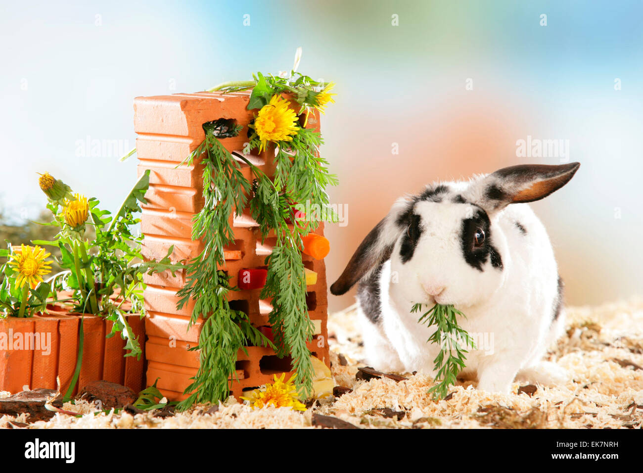 Netherland Dwarf Rabbit eating vegetables dandelion from an Ytong tile