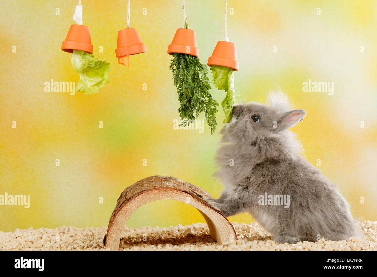 Netherland Dwarf Rabbit eating salad carrot leaves out from flower pots
