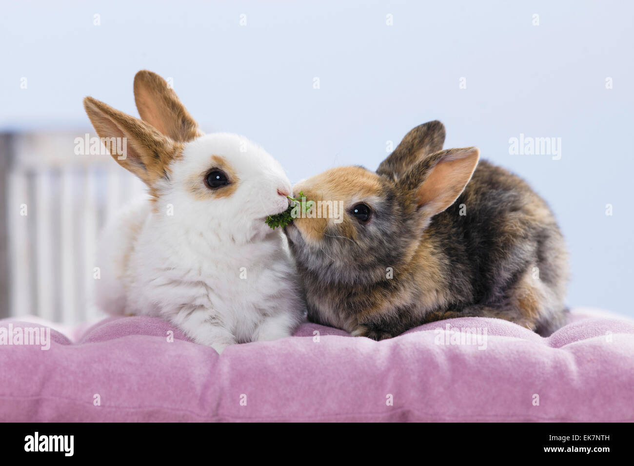 Netherland Dwarf Rabbit Two young eating Parsley leaves Germany Stock