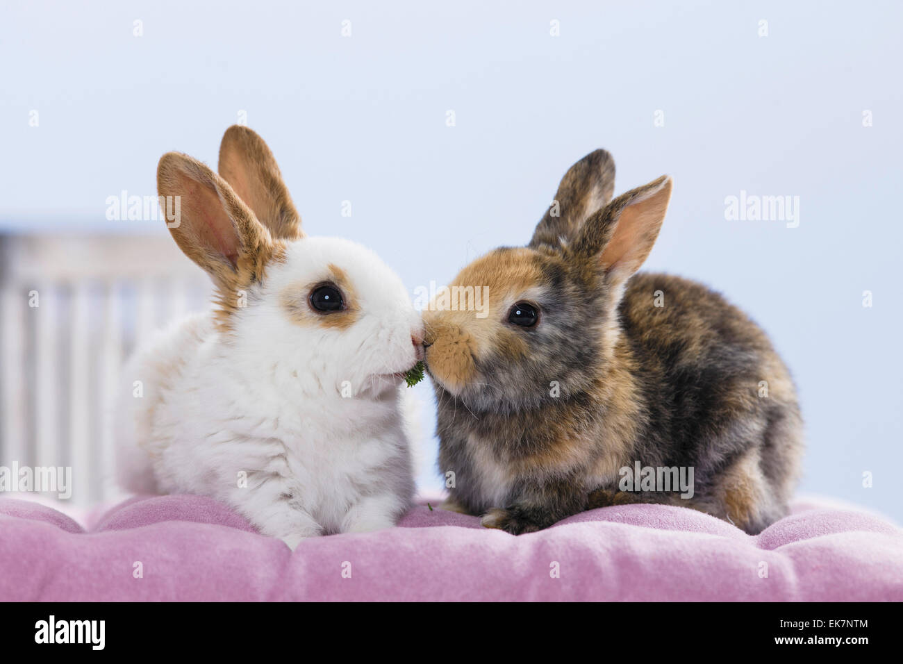 Netherland Dwarf Rabbit Two young eating Parsley leaves Germany Stock