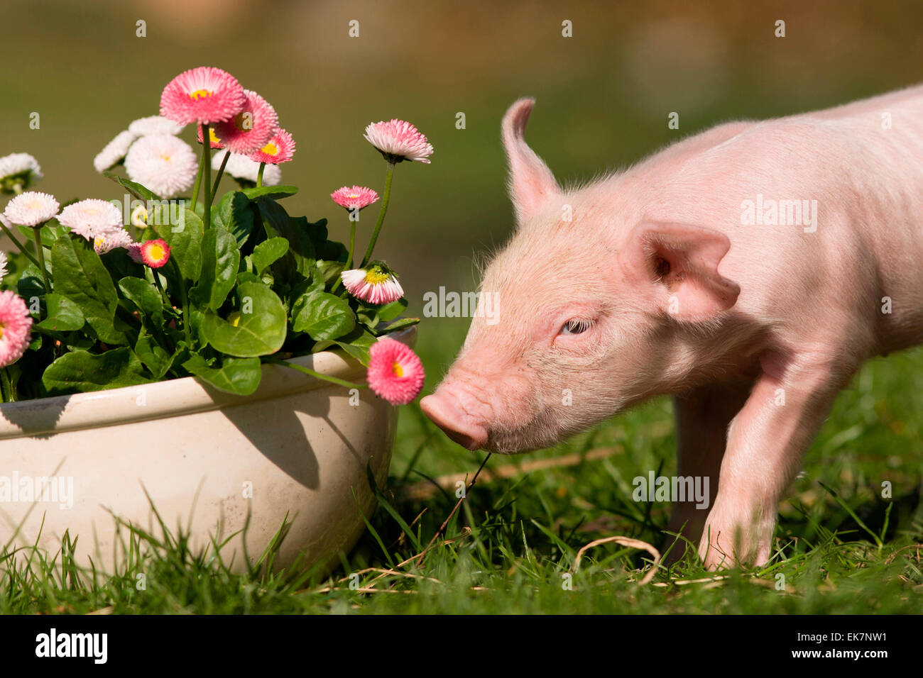 Domestic Pig Piglet sniffing at Daisy flowers Germany Stock Photo - Alamy