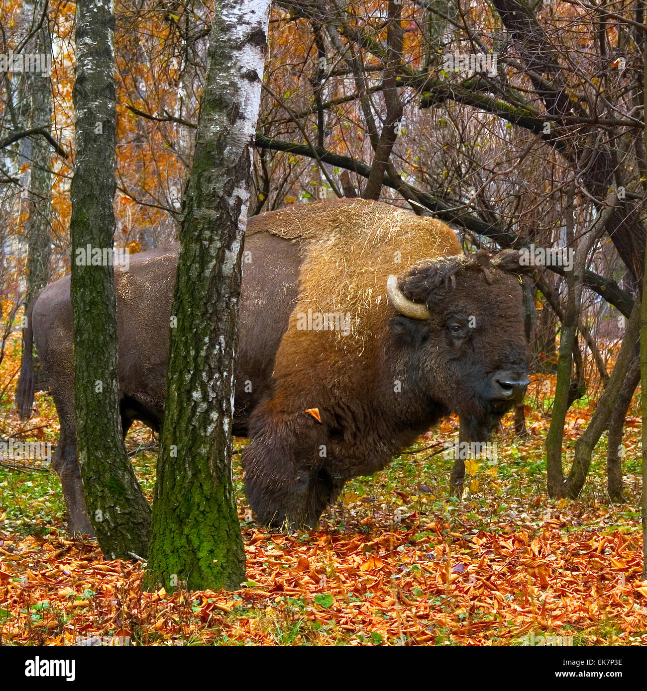 Bison in the autumn forest.(Bison bonasus Stock Photo - Alamy