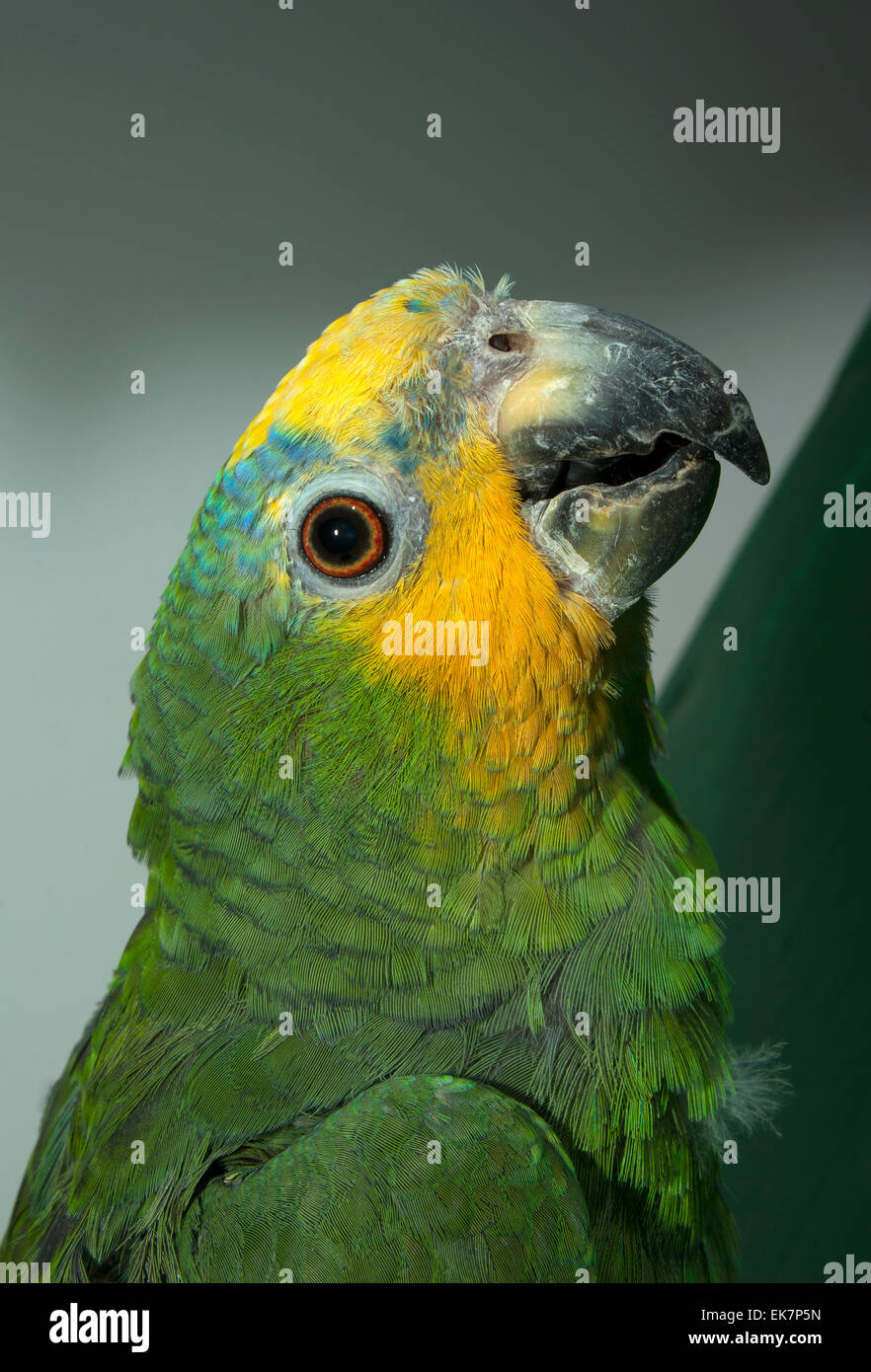 Parrot sidelobes Amazon.(Amazona aestiva). Stock Photo