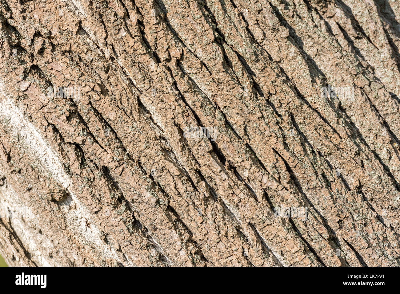 Tree Bark Background Texture Close Up Stock Photo