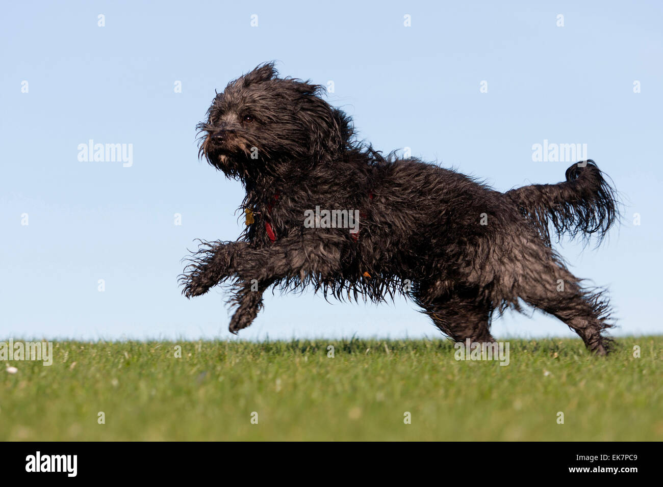 Tibetan Terrier Umbrella - Black Tibetan Terrier Umbrella - Black