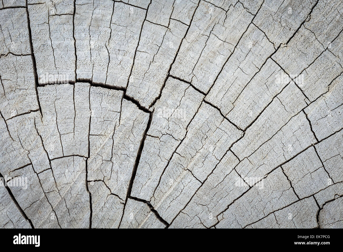 texture of tree stump for background Stock Photo - Alamy