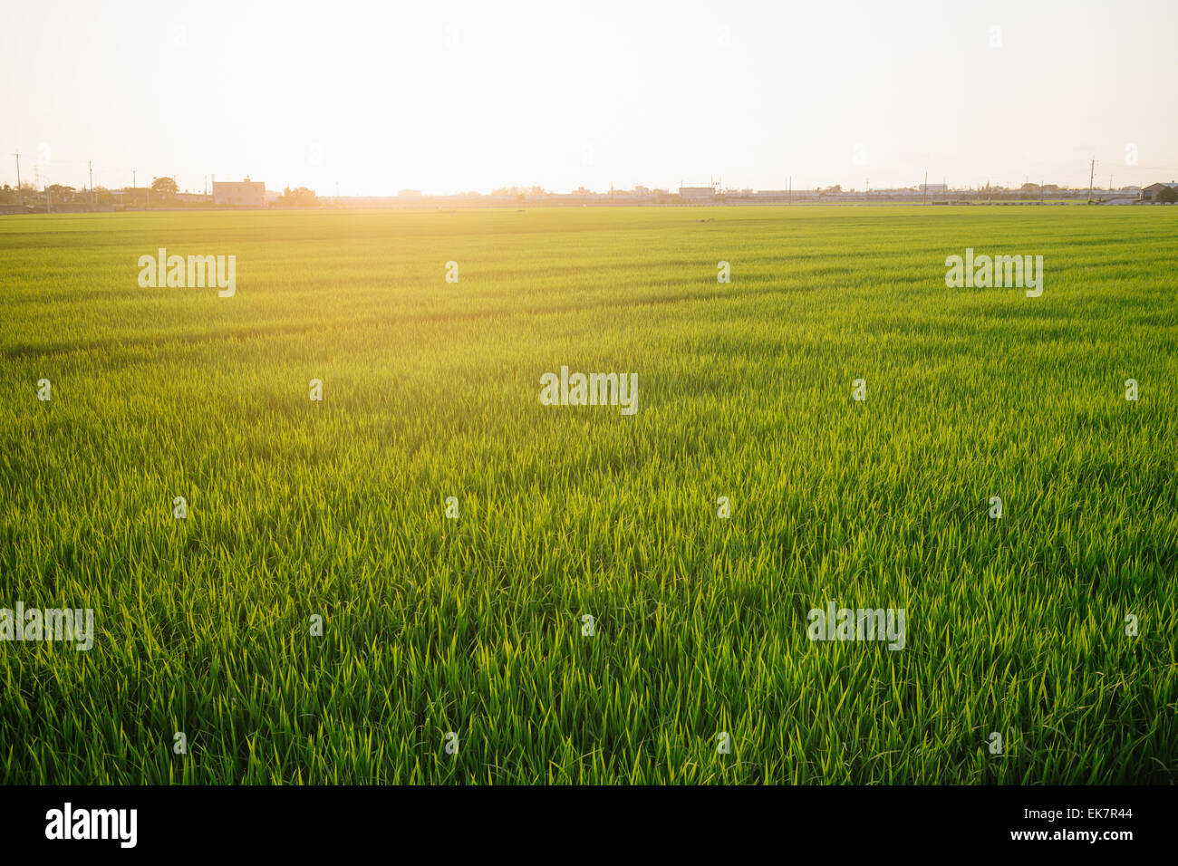 Summer rice field hi-res stock photography and images - Alamy