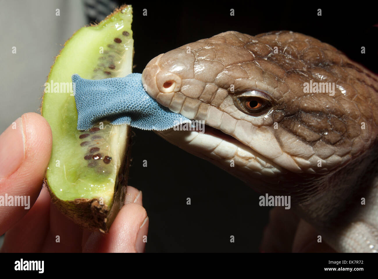 Lizard skink.(Tiliqua scincoides).eating kiwi fruit(Actinidia chinensis