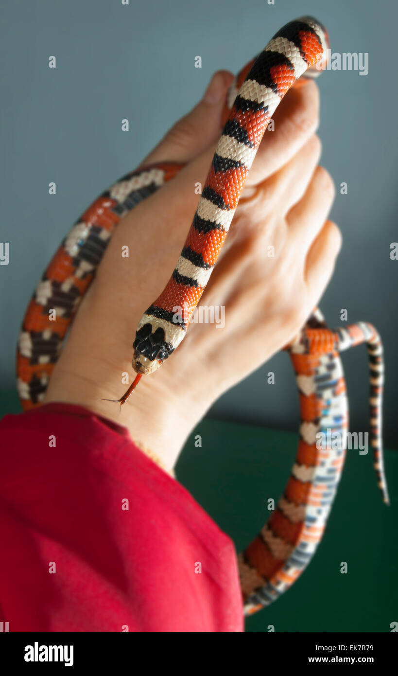 California mountain king snake.(Lampropeltis zonata). Stock Photo