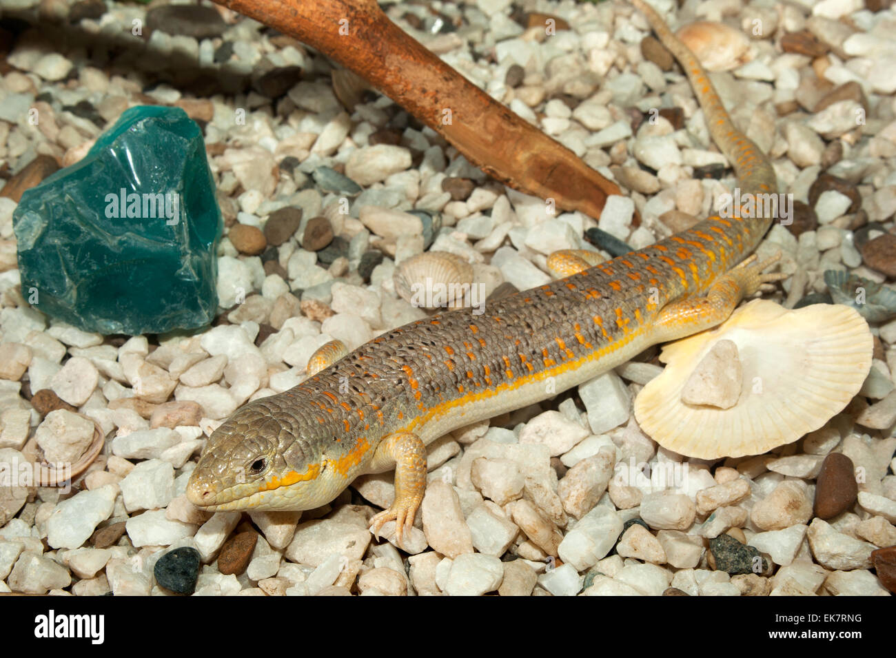 Lizard.(Eumeces schneideri). Stock Photo
