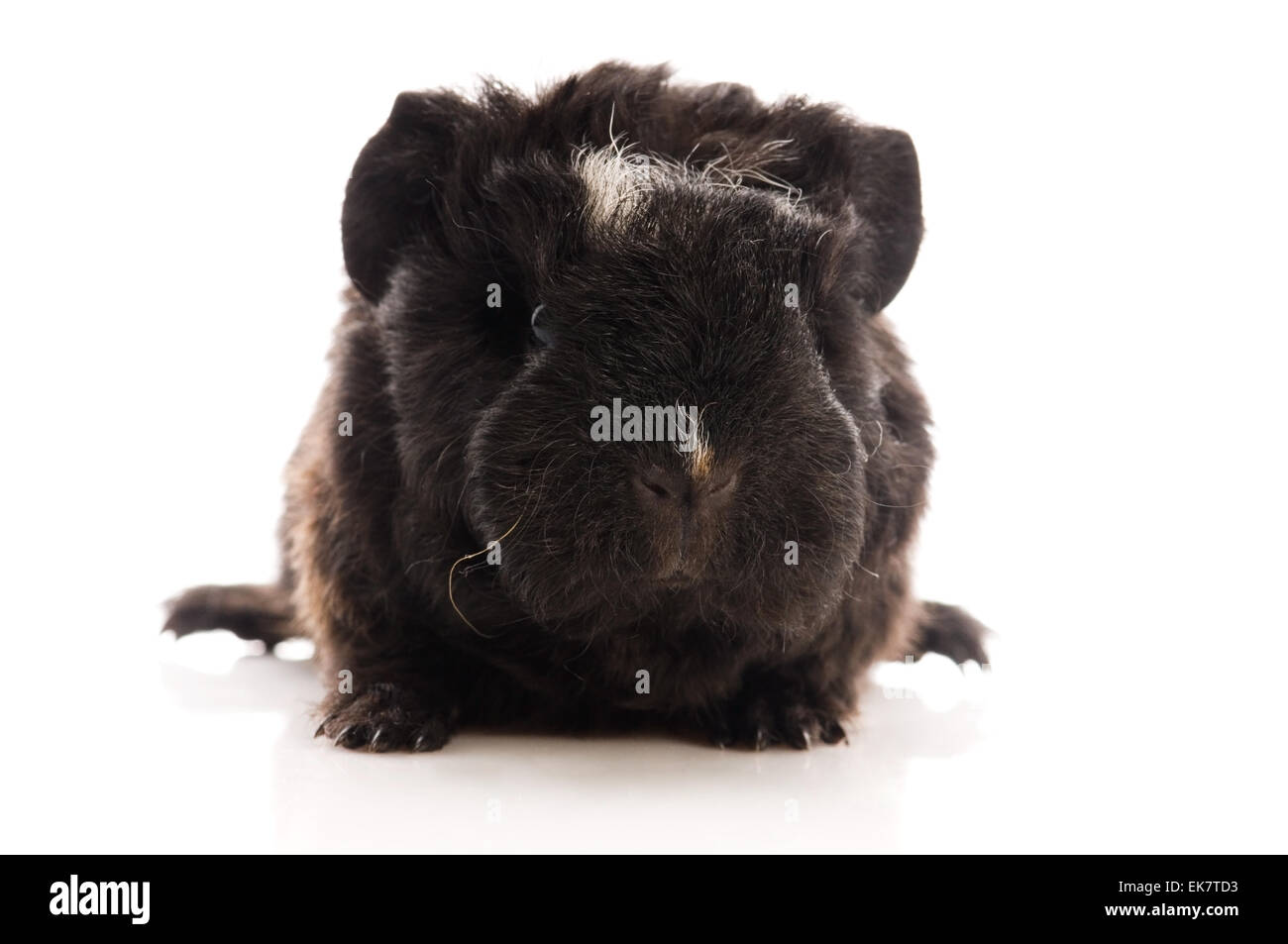 baby guinea pig Stock Photo - Alamy